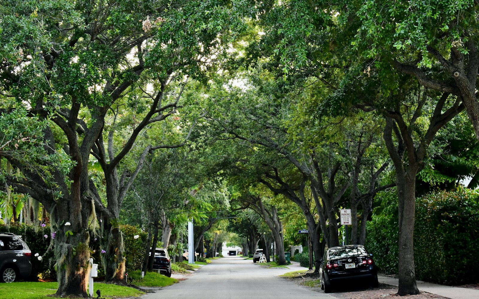Person walking tree lined street